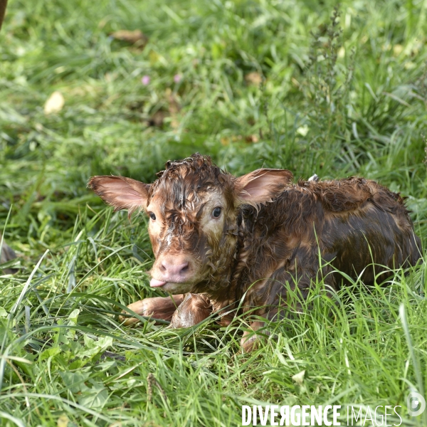 Animaux : vaches. Naissance d un petit veau au pré . Animals: cow. Birth of a small calf in the meadow