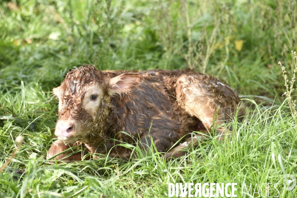 Animaux : vaches. Naissance d un petit veau au pré . Animals: cow. Birth of a small calf in the meadow