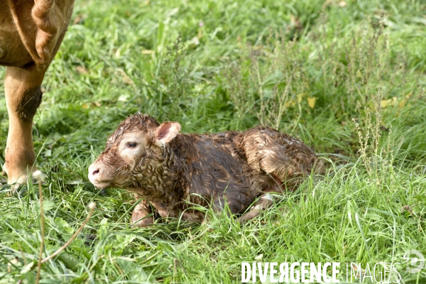 Animaux : vaches. Naissance d un petit veau au pré . Animals: cow. Birth of a small calf in the meadow