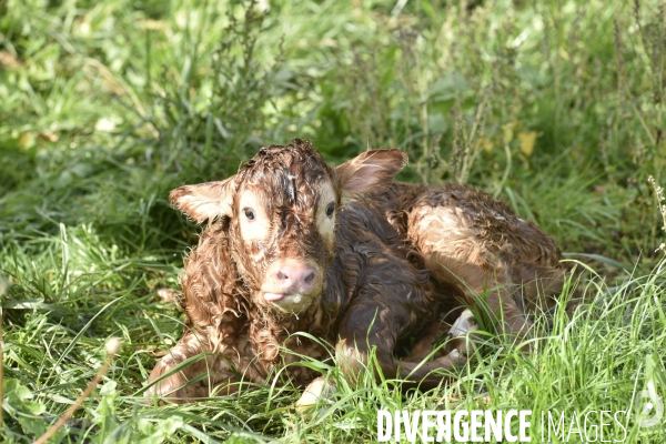 Animaux : vaches. Naissance d un petit veau au pré . Animals: cow. Birth of a small calf in the meadow