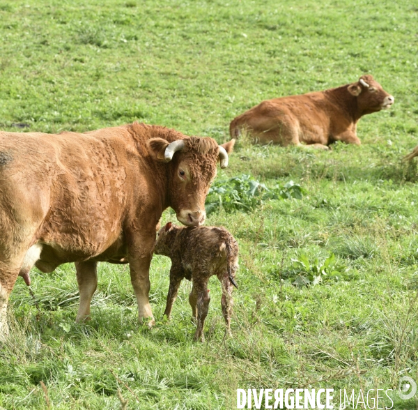 Animaux : vaches. Naissance d un petit veau au pré . Animals: cow. Birth of a small calf in the meadow