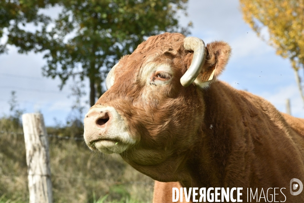 Animaux : vaches limousinnes au pré . Animals: cows in the meadow