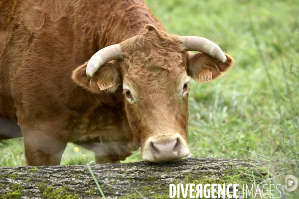 Animaux : vaches limousinnes au pré . Animals: cows in the meadow