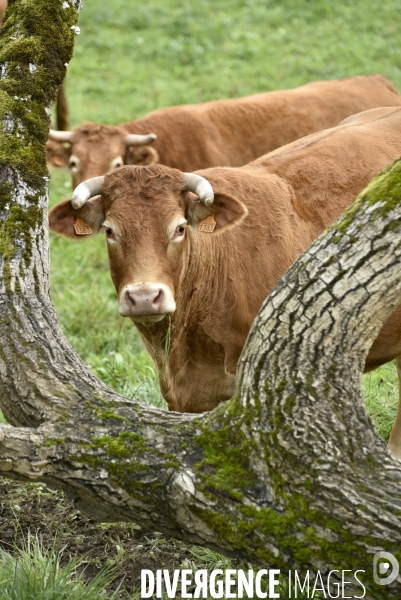 Animaux : vaches limousinnes au pré . Animals: cows in the meadow