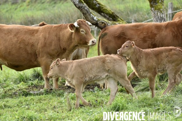 Animaux : vaches limousinnes au pré . Animals: cows in the meadow