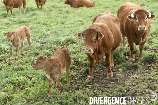 Animaux : vaches limousinnes au pré . Animals: cows in the meadow