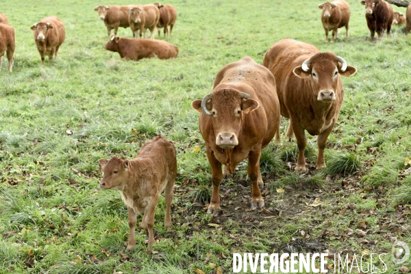 Animaux : vaches limousinnes au pré . Animals: cows in the meadow