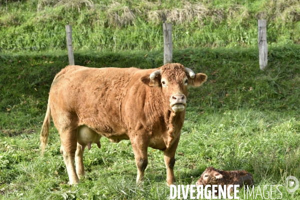 Animaux : vaches limousinnes au pré . Animals: cows in the meadow