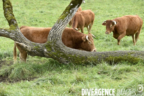 Animaux : vaches limousinnes au pré . Animals: cows in the meadow