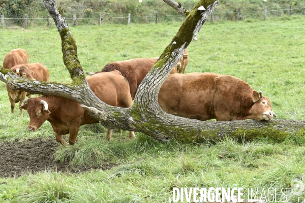 Animaux : vaches limousinnes au pré . Animals: cows in the meadow