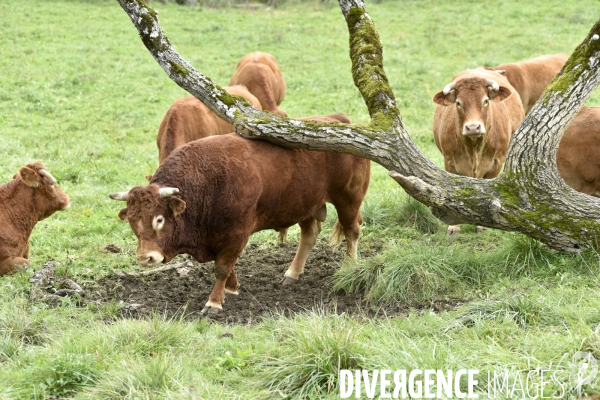 Animaux : vaches limousinnes au pré . Animals: cows in the meadow