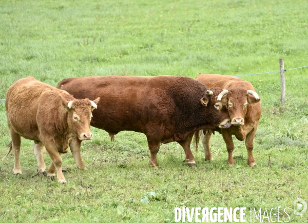 Animaux : vaches limousinnes au pré . Animals: cows in the meadow