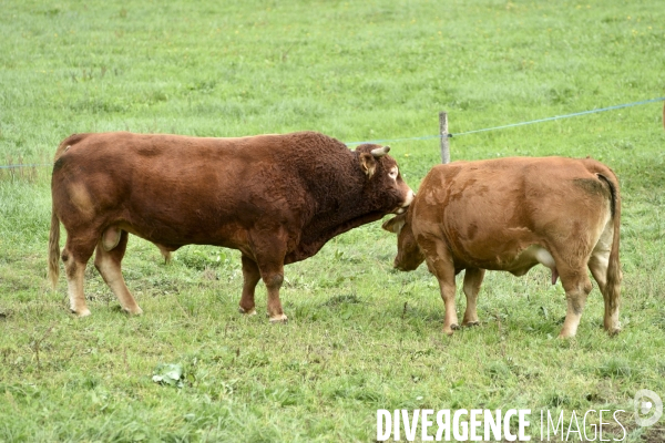 Animaux : vaches limousinnes au pré . Animals: cows in the meadow