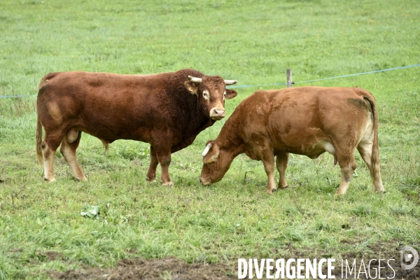 Animaux : vaches limousinnes au pré . Animals: cows in the meadow