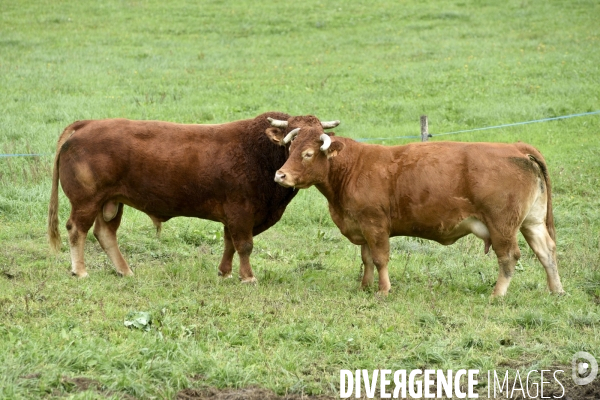 Animaux : vaches limousinnes au pré . Animals: cows in the meadow