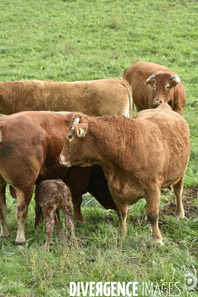 Animaux : vaches limousinnes au pré . Animals: cows in the meadow