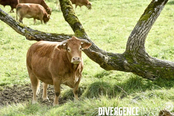 Animaux : vaches limousinnes au pré . Animals: cows in the meadow