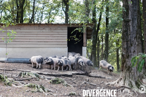 Elevage de porcs Kintoa et piment d espelette dans le Pays basque