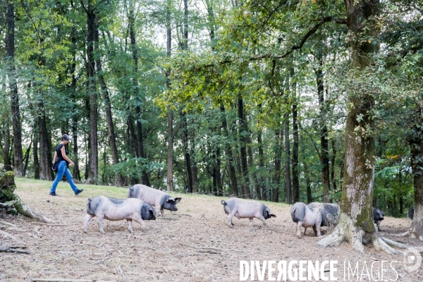 Elevage de porcs Kintoa et piment d espelette dans le Pays basque