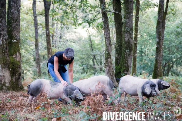 Elevage de porcs Kintoa et piment d espelette dans le Pays basque