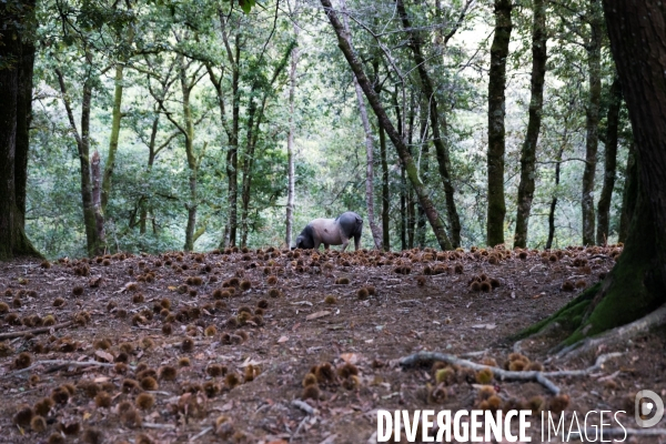 Elevage de porcs Kintoa et piment d espelette dans le Pays basque