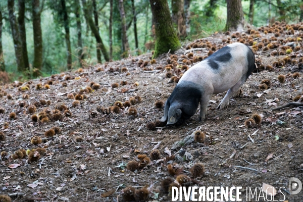 Elevage de porcs Kintoa et piment d espelette dans le Pays basque