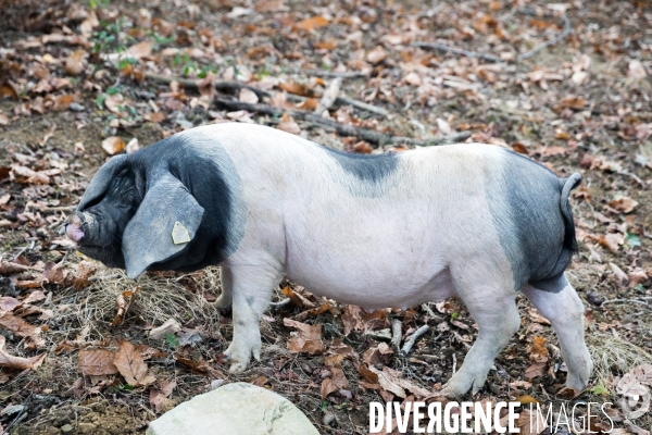 Elevage de porcs Kintoa et piment d espelette dans le Pays basque