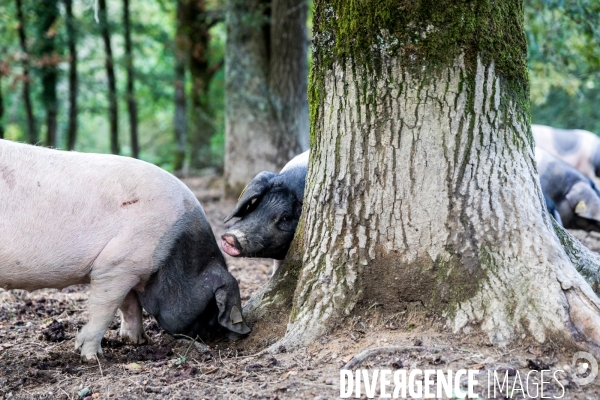 Elevage de porcs Kintoa et piment d espelette dans le Pays basque