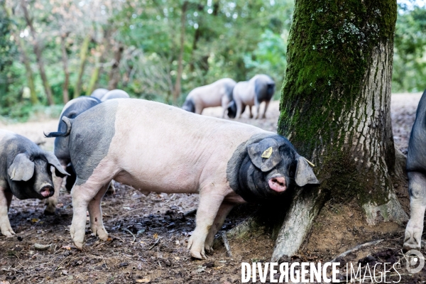 Elevage de porcs Kintoa et piment d espelette dans le Pays basque