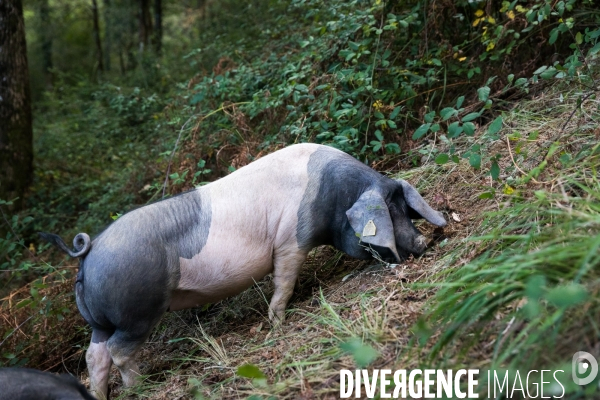 Elevage de porcs Kintoa et piment d espelette dans le Pays basque