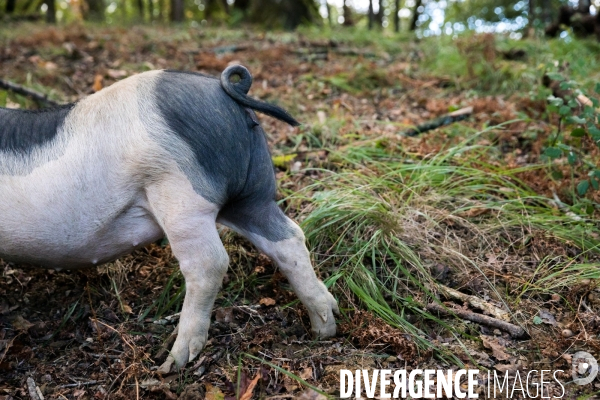 Elevage de porcs Kintoa et piment d espelette dans le Pays basque