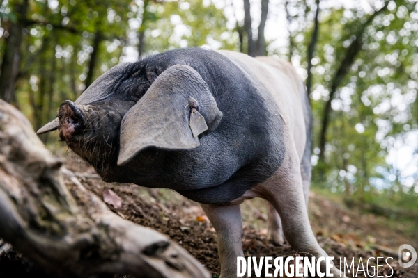 Elevage de porcs Kintoa et piment d espelette dans le Pays basque