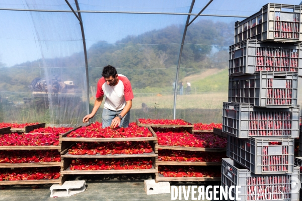 Elevage de porcs Kintoa et piment d espelette dans le Pays basque