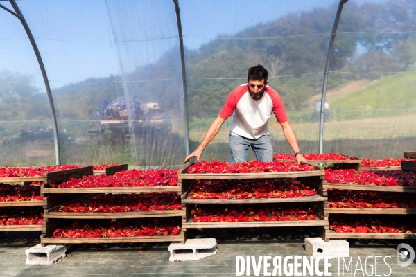 Elevage de porcs Kintoa et piment d espelette dans le Pays basque