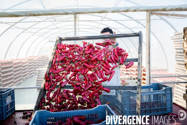 Elevage de porcs Kintoa et piment d espelette dans le Pays basque