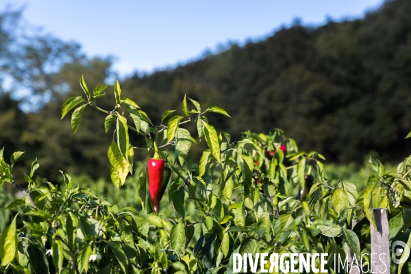 Elevage de porcs Kintoa et piment d espelette dans le Pays basque