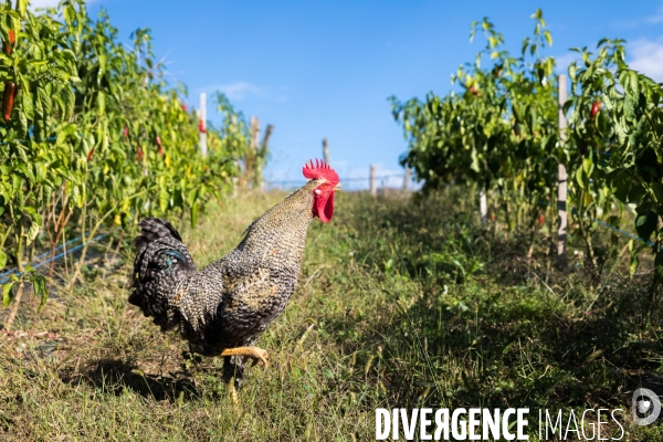 Elevage de porcs Kintoa et piment d espelette dans le Pays basque