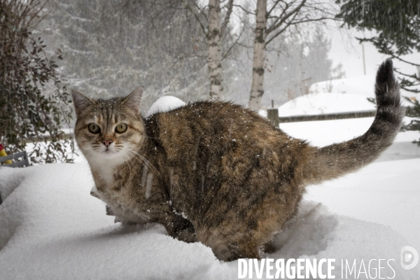 Mon Chat...
