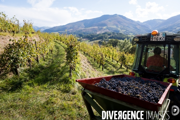 Le vin nature d Irouléguy dans le Pays basque