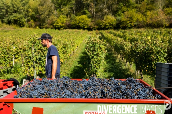 Le vin nature d Irouléguy dans le Pays basque