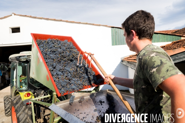 Le vin nature d Irouléguy dans le Pays basque