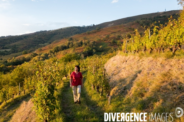 Le vin nature d Irouléguy dans le Pays basque