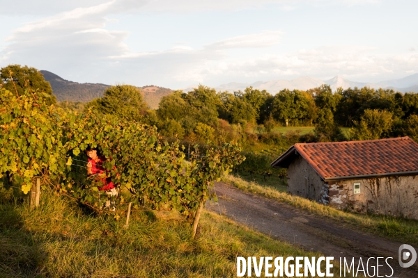 Le vin nature d Irouléguy dans le Pays basque