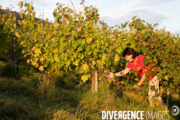 Le vin nature d Irouléguy dans le Pays basque