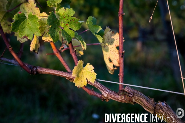 Le vin nature d Irouléguy dans le Pays basque