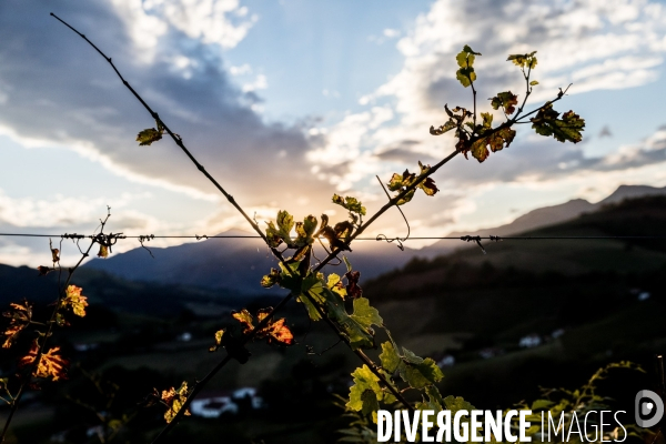 Le vin nature d Irouléguy dans le Pays basque