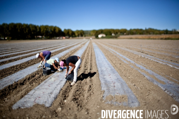 Agriculture dans les Alpes-de-Haute-Provence