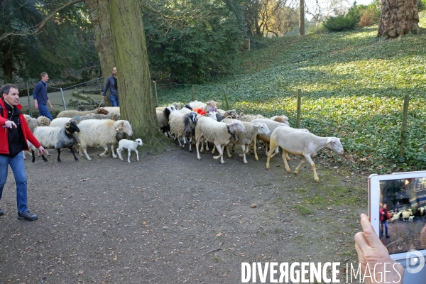 Transhumance aux Buttes Chaumont