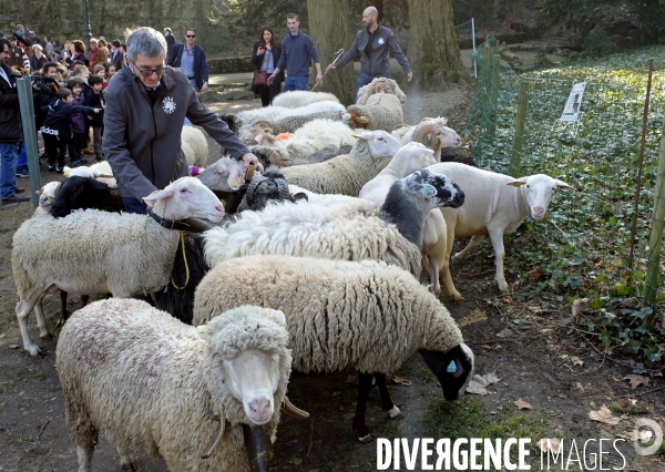 Transhumance aux Buttes Chaumont