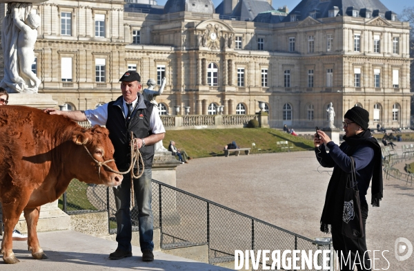 Presentation de Vaches limousines au jardin du Luxembourg